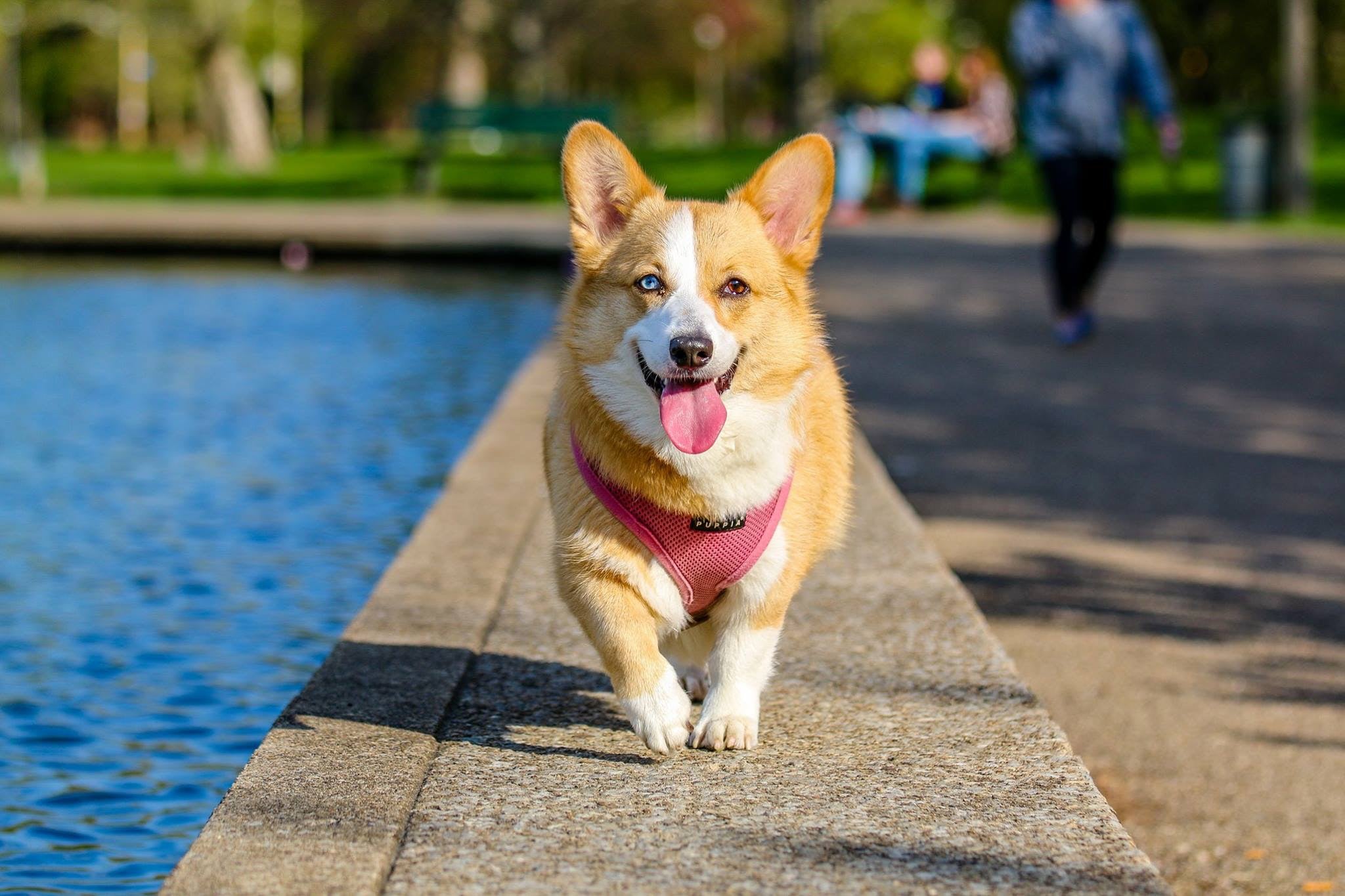 Pet Relief